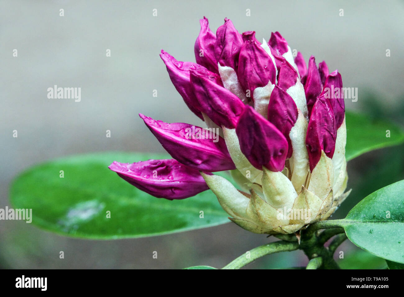 Purple rhododendron Knospe Knospen Stockfoto
