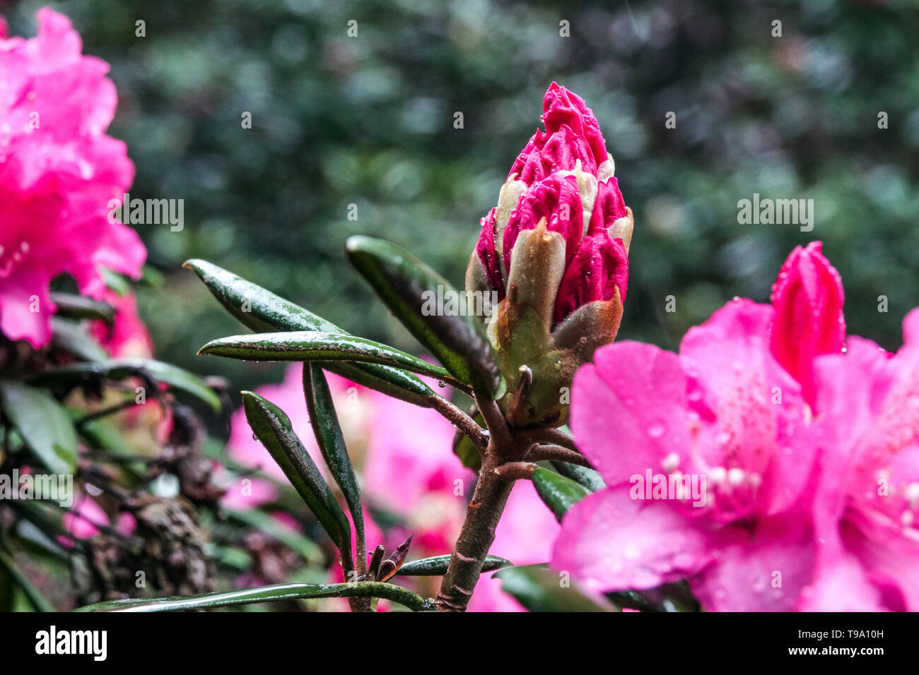 Rosa rhododendron Knospe Knospen Stockfoto