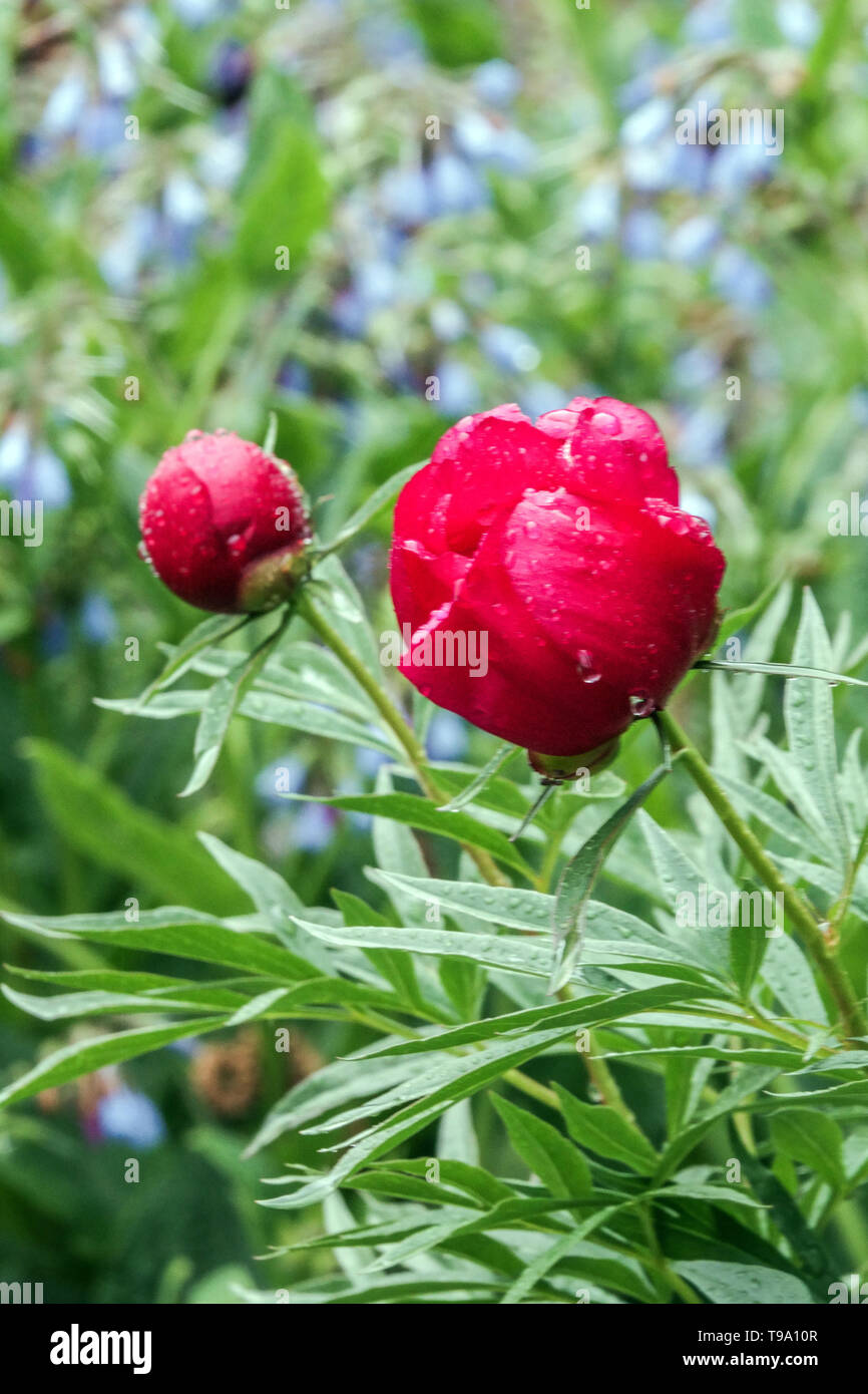 Farn Blatt Pfingstrose, Paeonia 'Smouthii', Rot Päonien, Pfingstrosen, Schöne Blumen im Garten Stockfoto