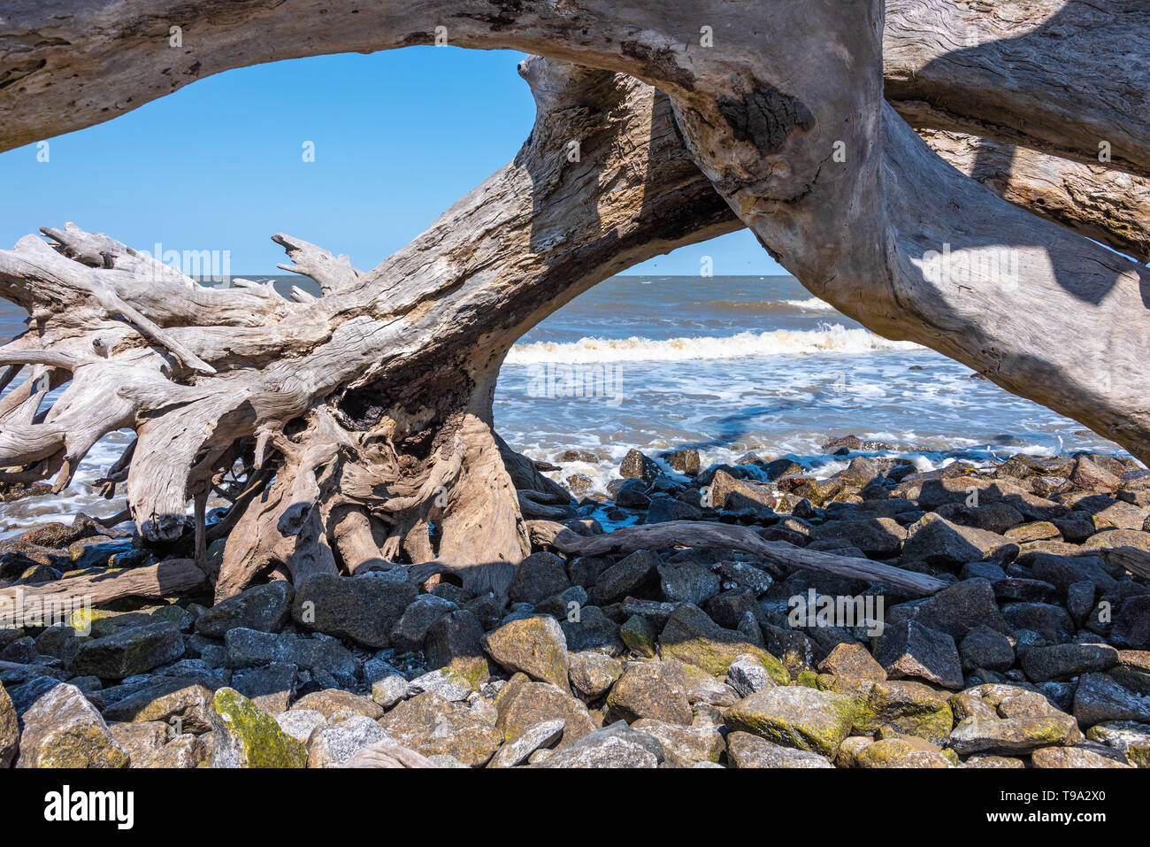 Sonnengebleichten Treibholz Baum auf Jekyll Island's Driftwood Beach entlang der atlantischen Küste von Südosten Georgiens Golden Isles. (USA) Stockfoto