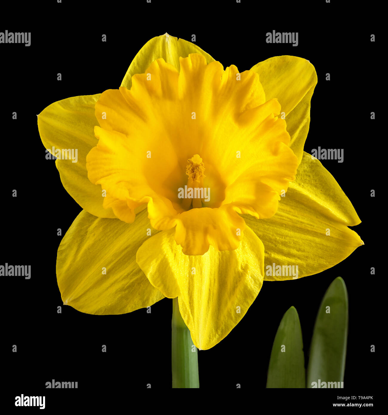 Trompete narzisse Gelb auf schwarzem Hintergrund. Stockfoto