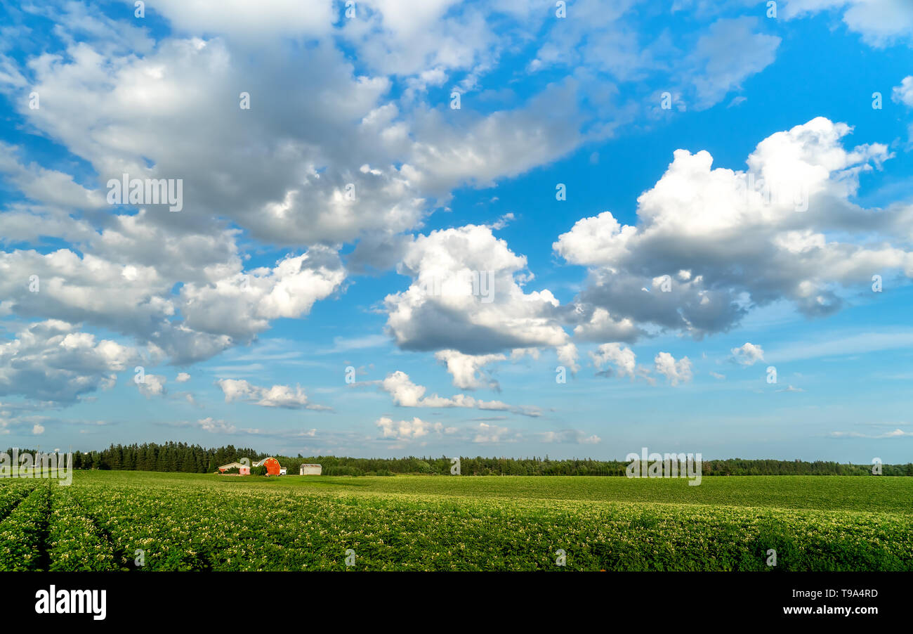 Big Sky über einen Bauernhof Kartoffelfeld in ländlichen Prince Edward Island, Kanada. Stockfoto