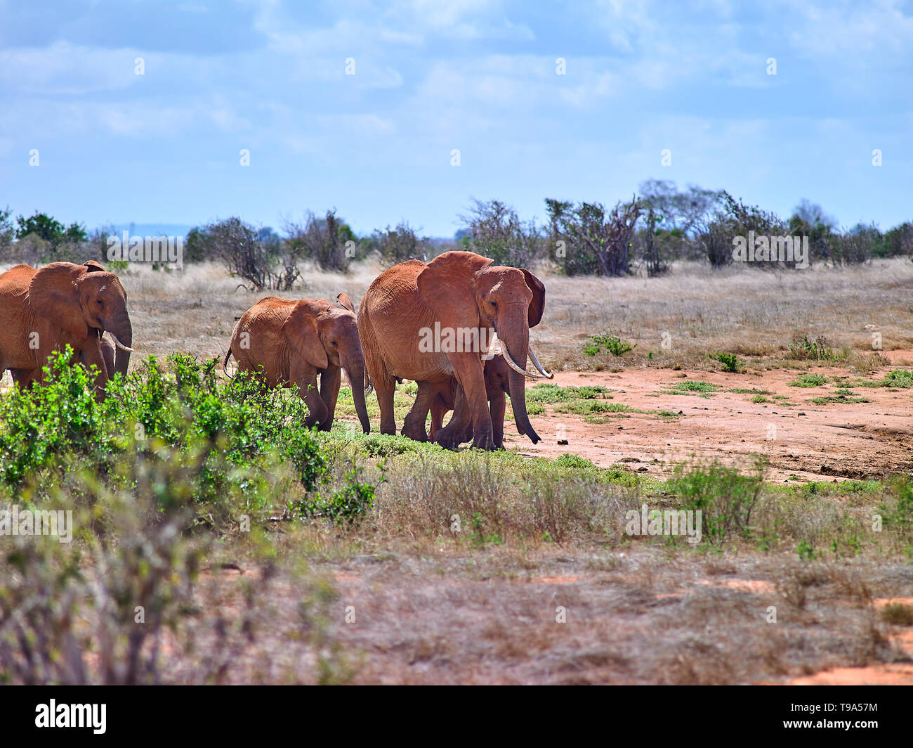 Elefanten Herde in Tsavo National Game Reserve - Kenia in Ostafrika Stockfoto