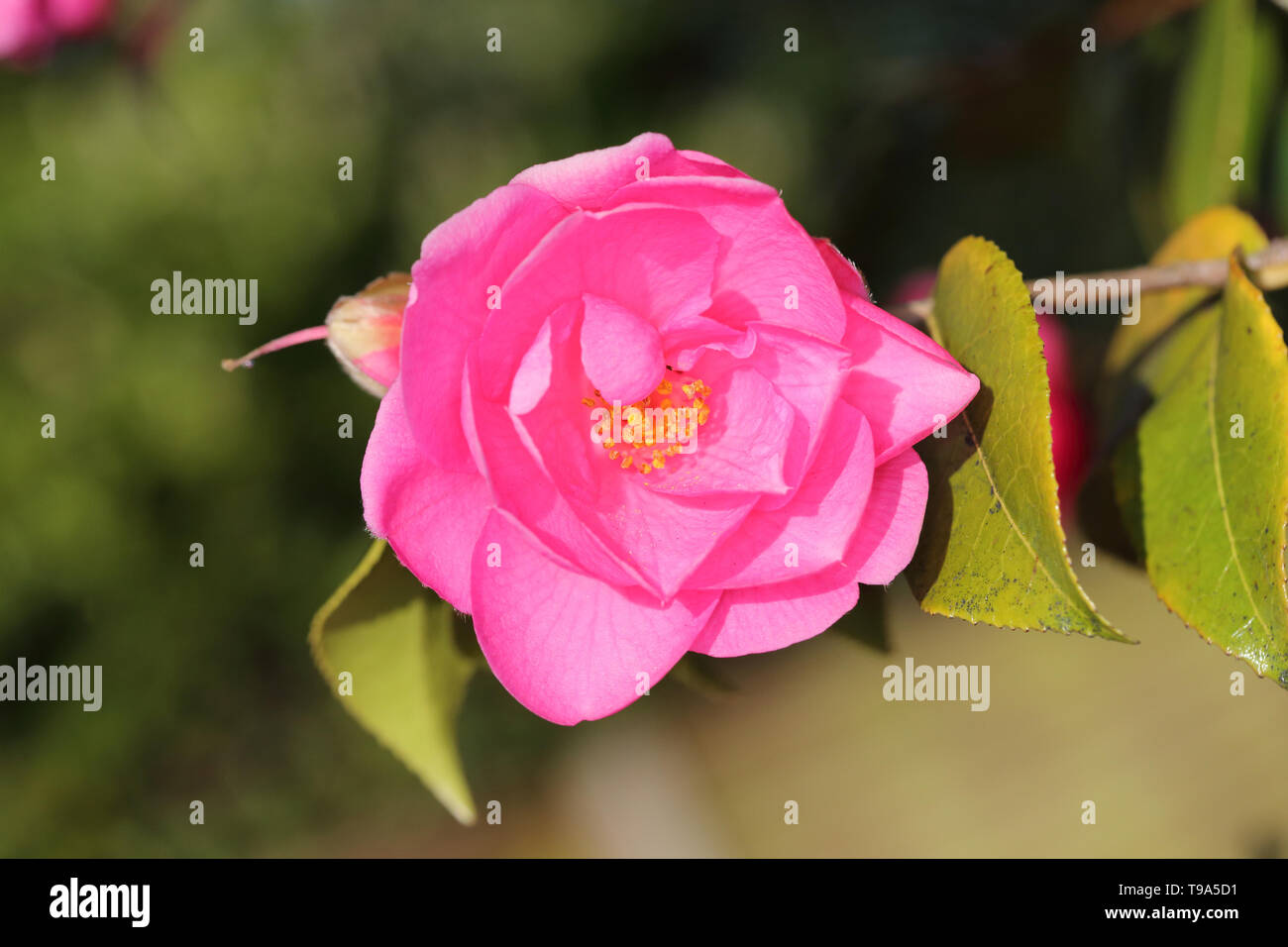 Rosa Blume von Strauch Stockfoto