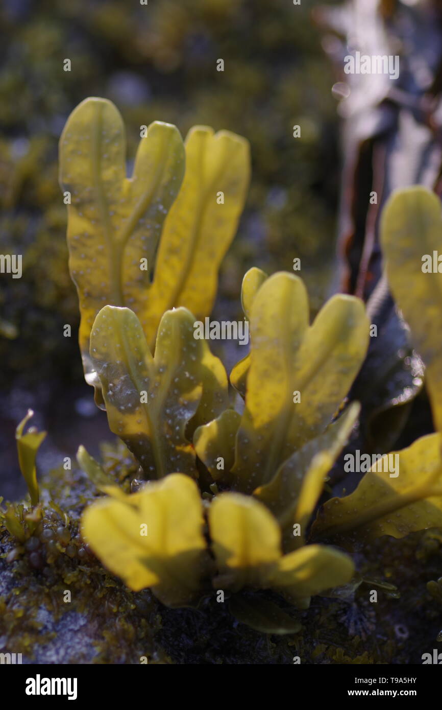 Blasentang (Fucus vesiculosus) Algen, Makro der jungen Blätter mit Hintergrundbeleuchtung auf dem felsigen Ufer der Fife Küste in der Nähe von Crail. Schottland, Großbritannien. Stockfoto