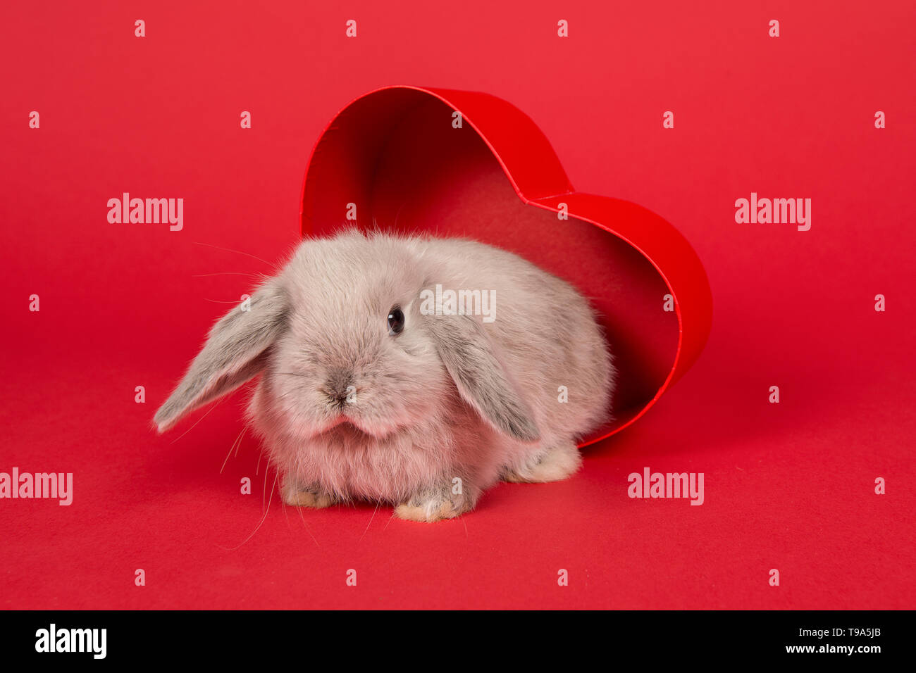 Nette junge grau Kaninchen in eine rote herzförmige Box auf rotem Hintergrund Stockfoto