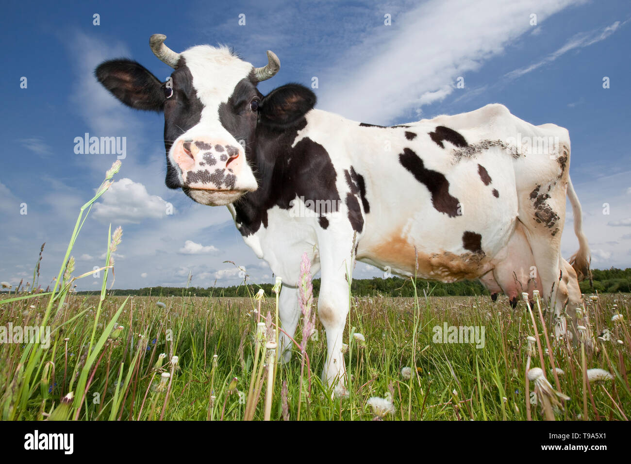 Lustige Kuh auf der Wiese Stockfoto