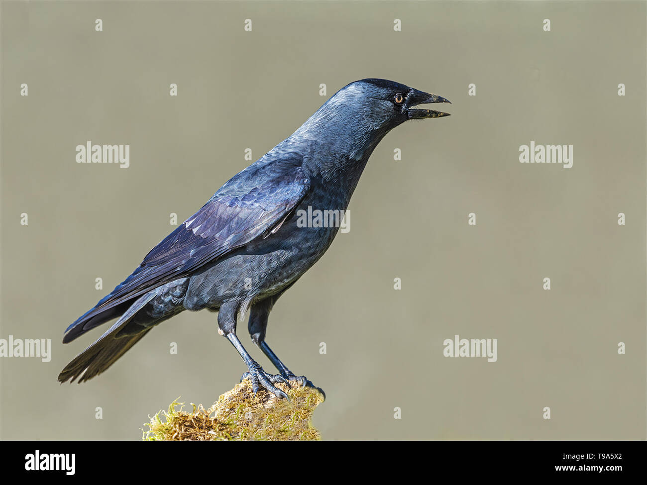 Weiblicher Turmfalke Stockfoto