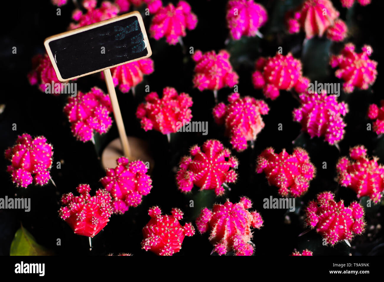 Schöne Blossom Pink Kaktusblüte mit gerahmten Tafel leer für Text Wort schreiben Hintergrund Stockfoto