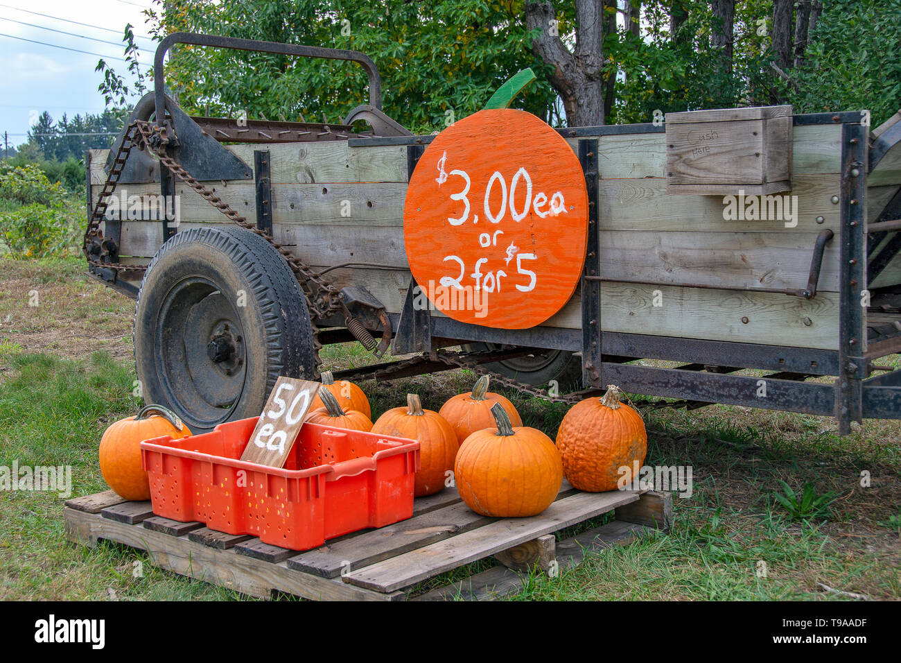 Orange Herbst Kürbisse zum Verkauf von alten hölzernen farm Wagen Stockfoto
