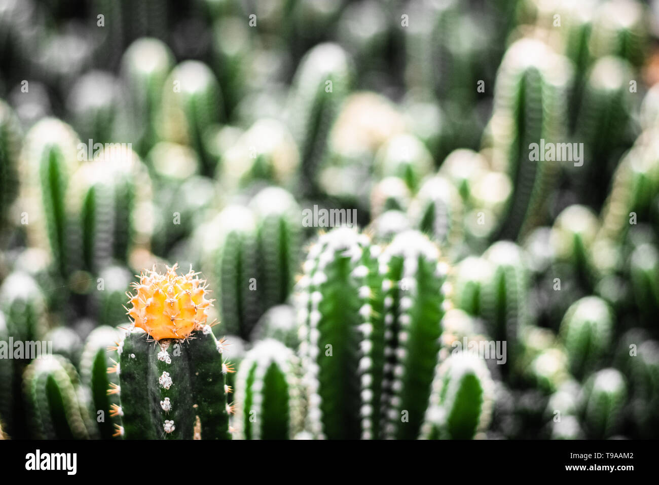 Close-up gelbe Blume-view shot Kaktus Natur Umwelt still life Konzept Idee Hintergrund. Stockfoto