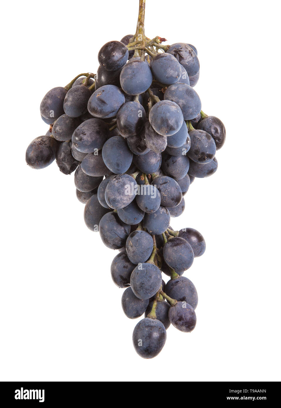 Bündel reif blaue Trauben. auf weißem Hintergrund Stockfoto