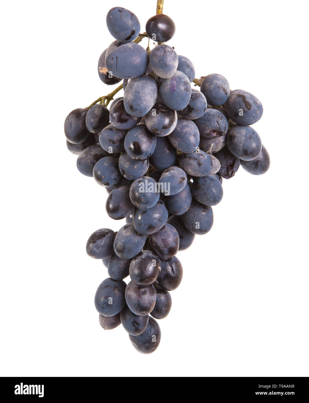 Bündel reif blaue Trauben. auf weißem Hintergrund Stockfoto