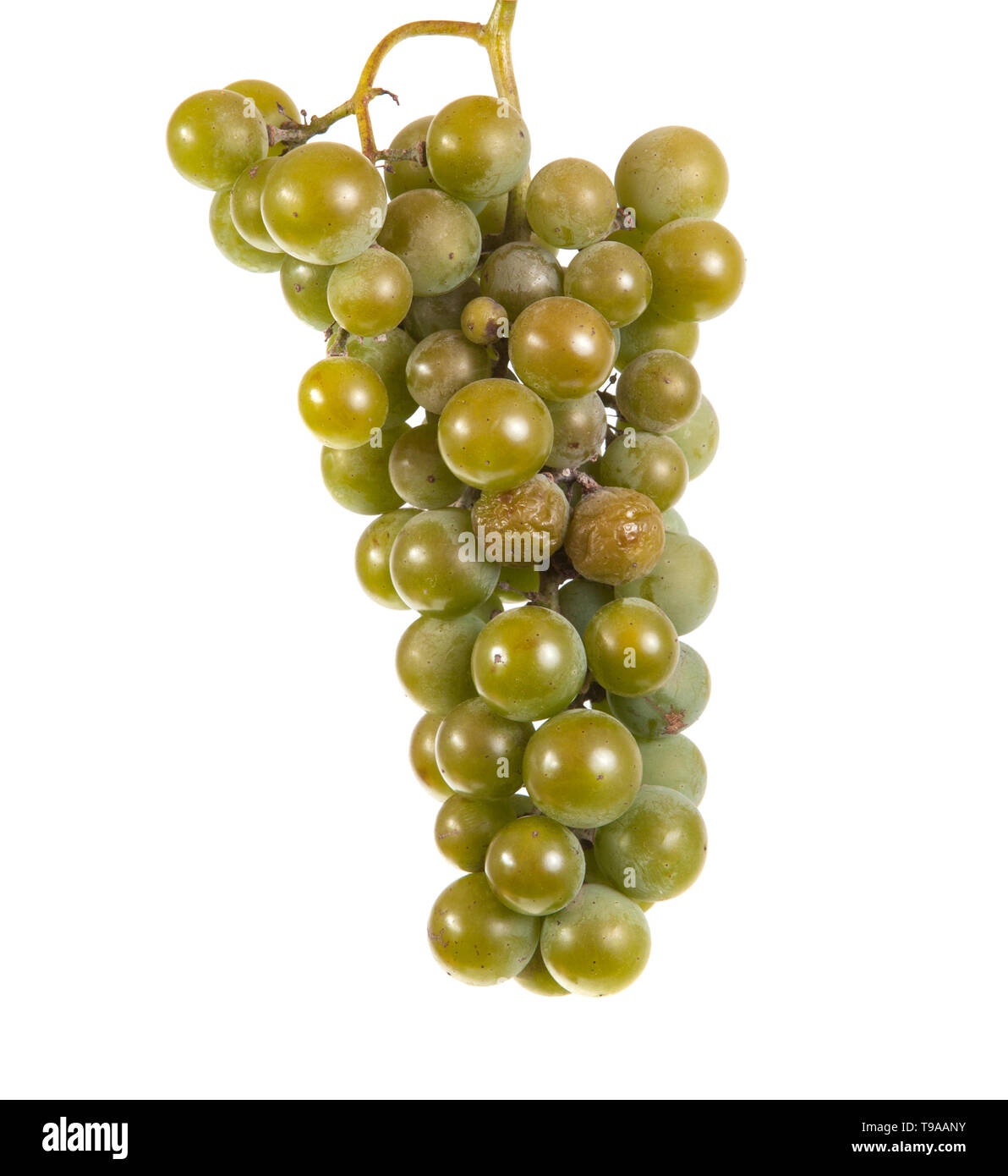 Bündel reif grüne Trauben. auf weißem Hintergrund Stockfoto