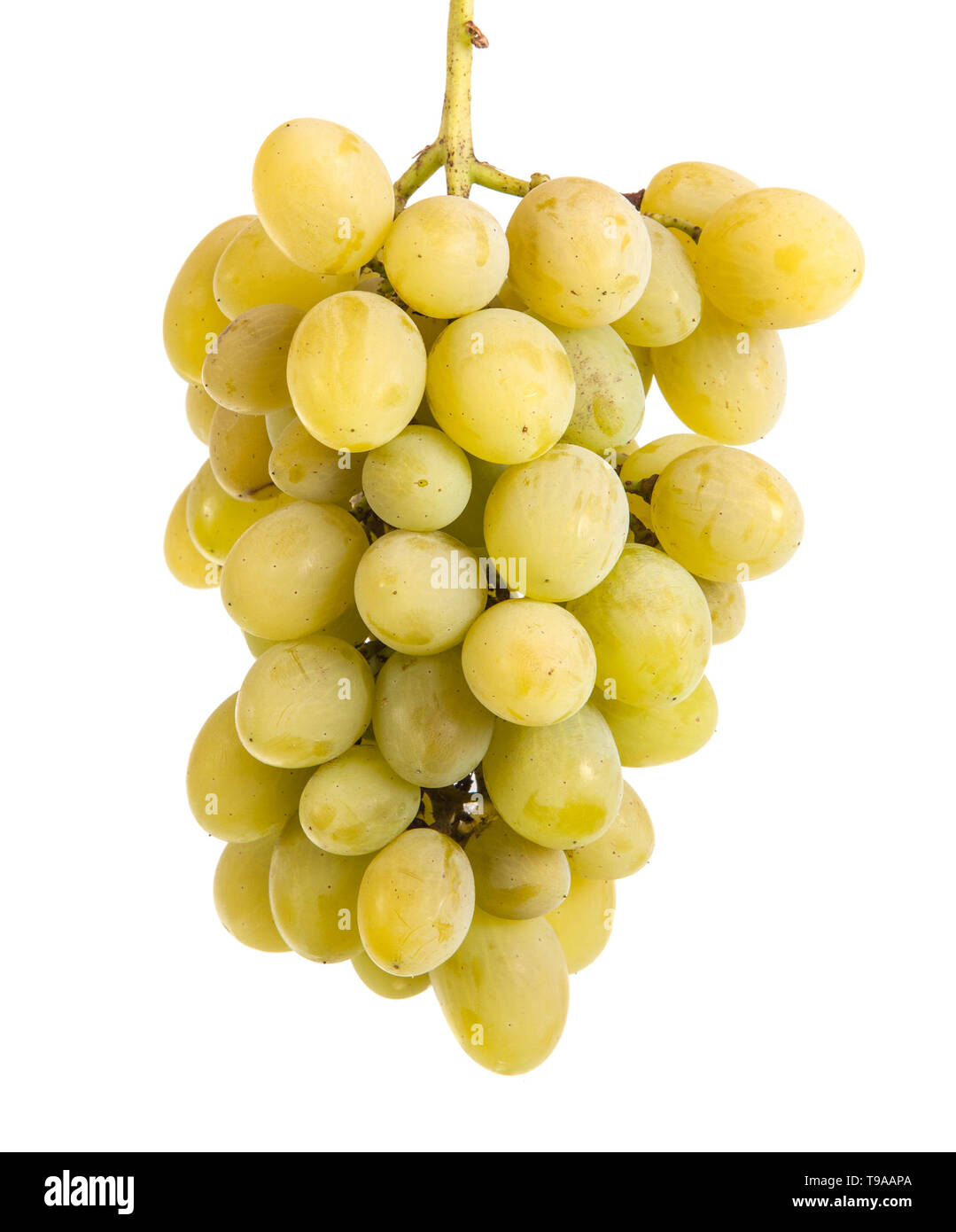 Bündel von reife, gelbe Trauben. auf weißem Hintergrund Stockfoto