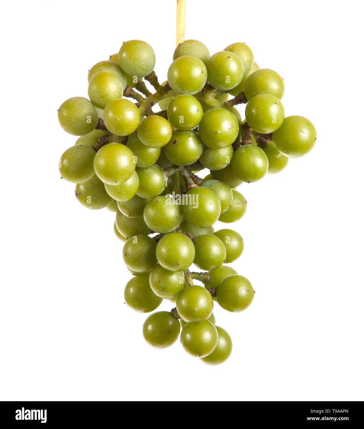 Bündel reif grüne Trauben. auf weißem Hintergrund Stockfoto