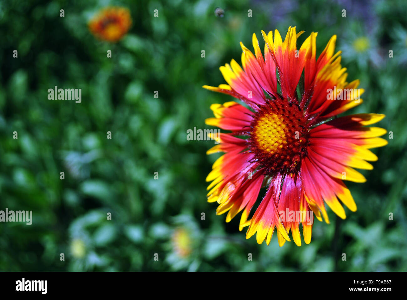 Zinnia bicolor Blume blüht, Grün weich Hintergrund bokeh Stockfoto