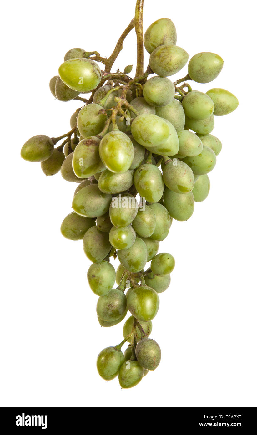 Bündel von unreife grüne Trauben. auf weißem Hintergrund Stockfoto