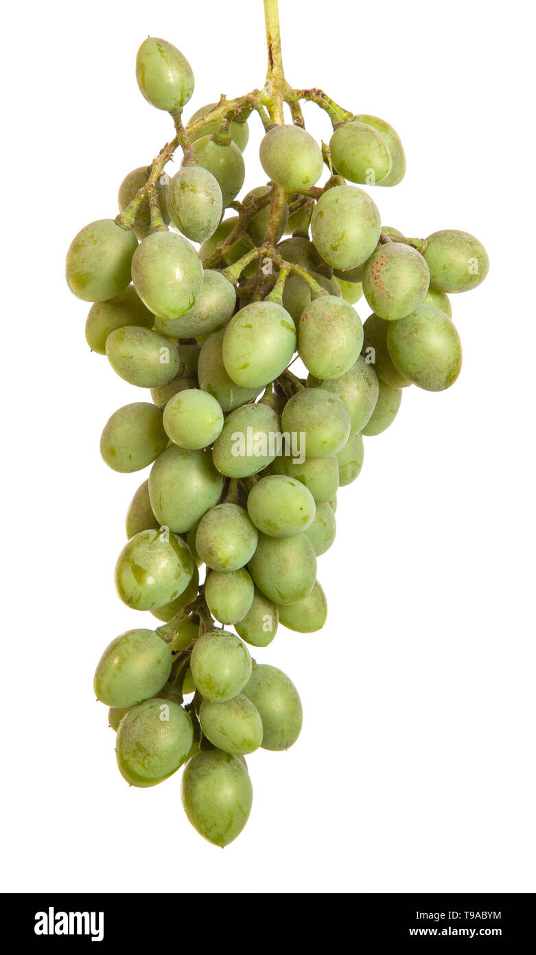 Bündel von unreife grüne Trauben. auf weißem Hintergrund Stockfoto