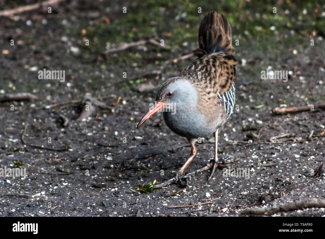 Wasser Schiene Vogel auf der Suche nach Nahrung in Großbritannien Stockfoto