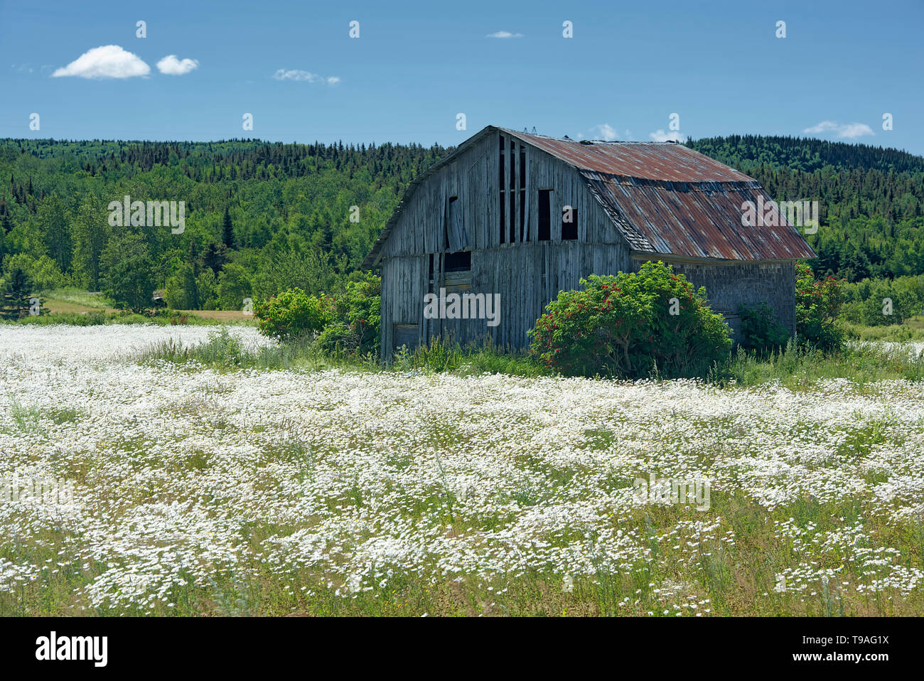 Scheune und wildlflowers (Gemeinsame Gänseblümchen) Sainte-Félicité Quebec Kanada Stockfoto