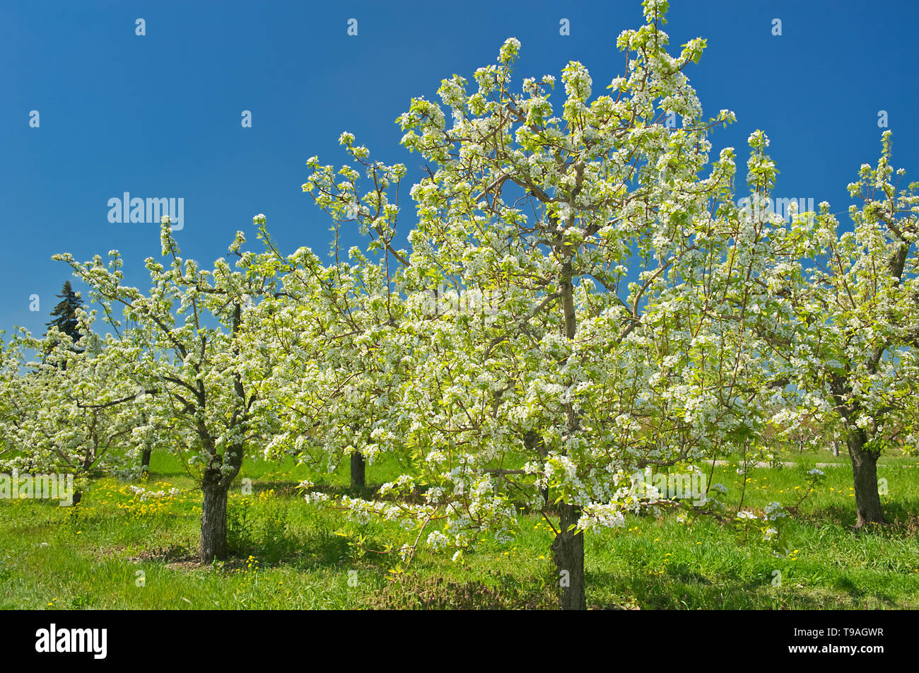 Apple Bäume in Blüte (Blüte) auf einen Obstgarten am Lake Ontario in der Niagara Region. Golden Horseshoe. Niagara Peninsula. Ontario Kanada Stockfoto