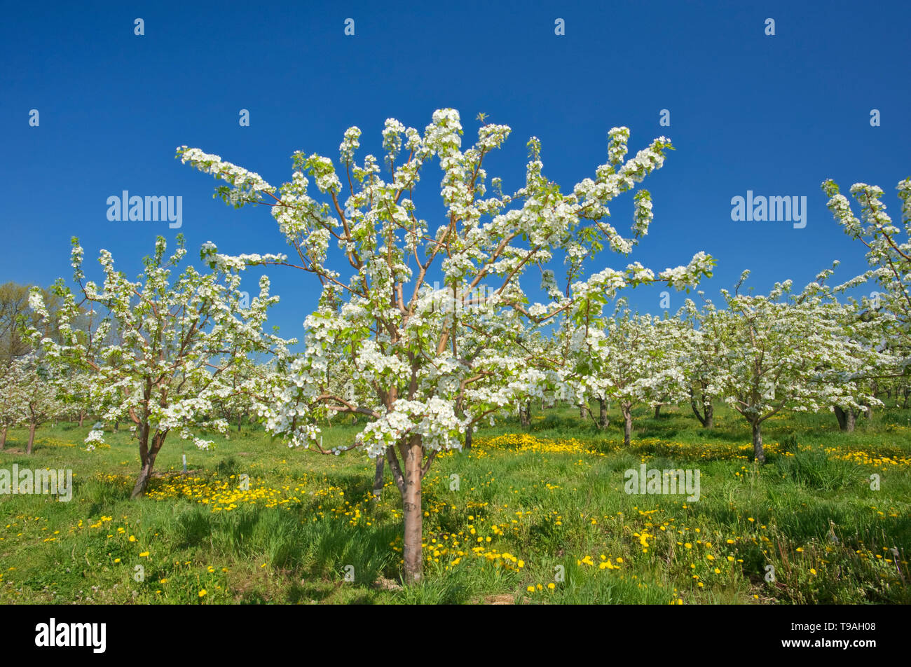 Apple Bäume in Blüte (Blüte) auf einen Obstgarten am Lake Ontario in der Niagara Region. Golden Horseshoe. Niagara Peninsula. Ontario Kanada Stockfoto