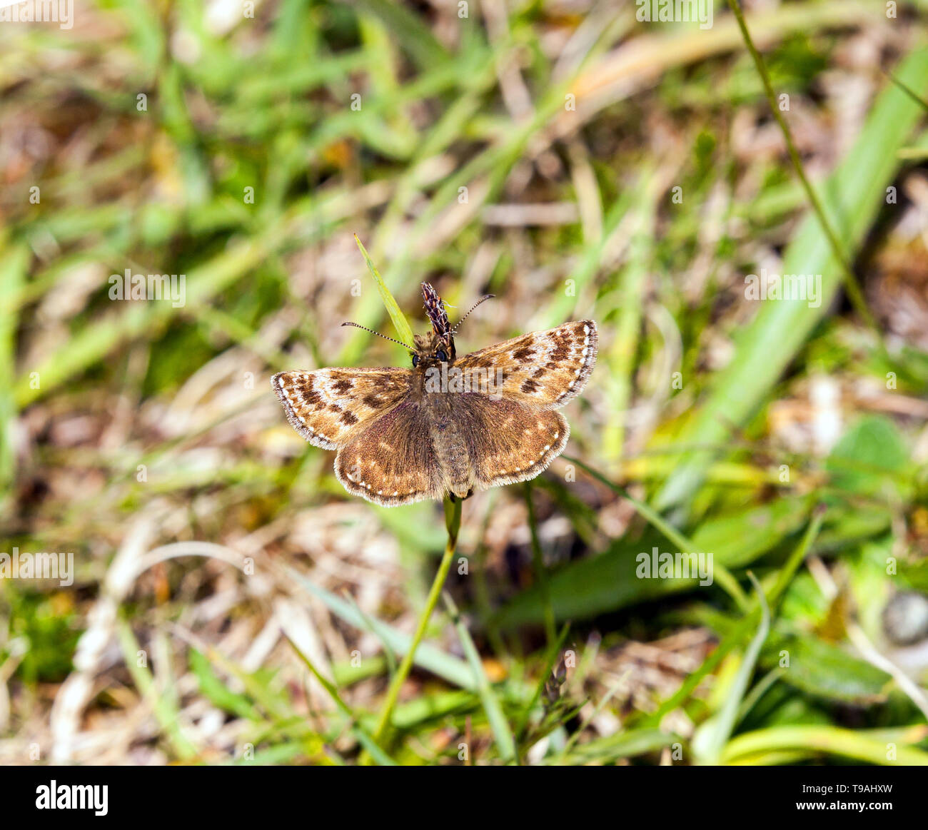 Schmuddelig Skipper Erynnis tages Butterfly an der Llanymynech Naturschutzgebiet Shropshire England Großbritannien Stockfoto