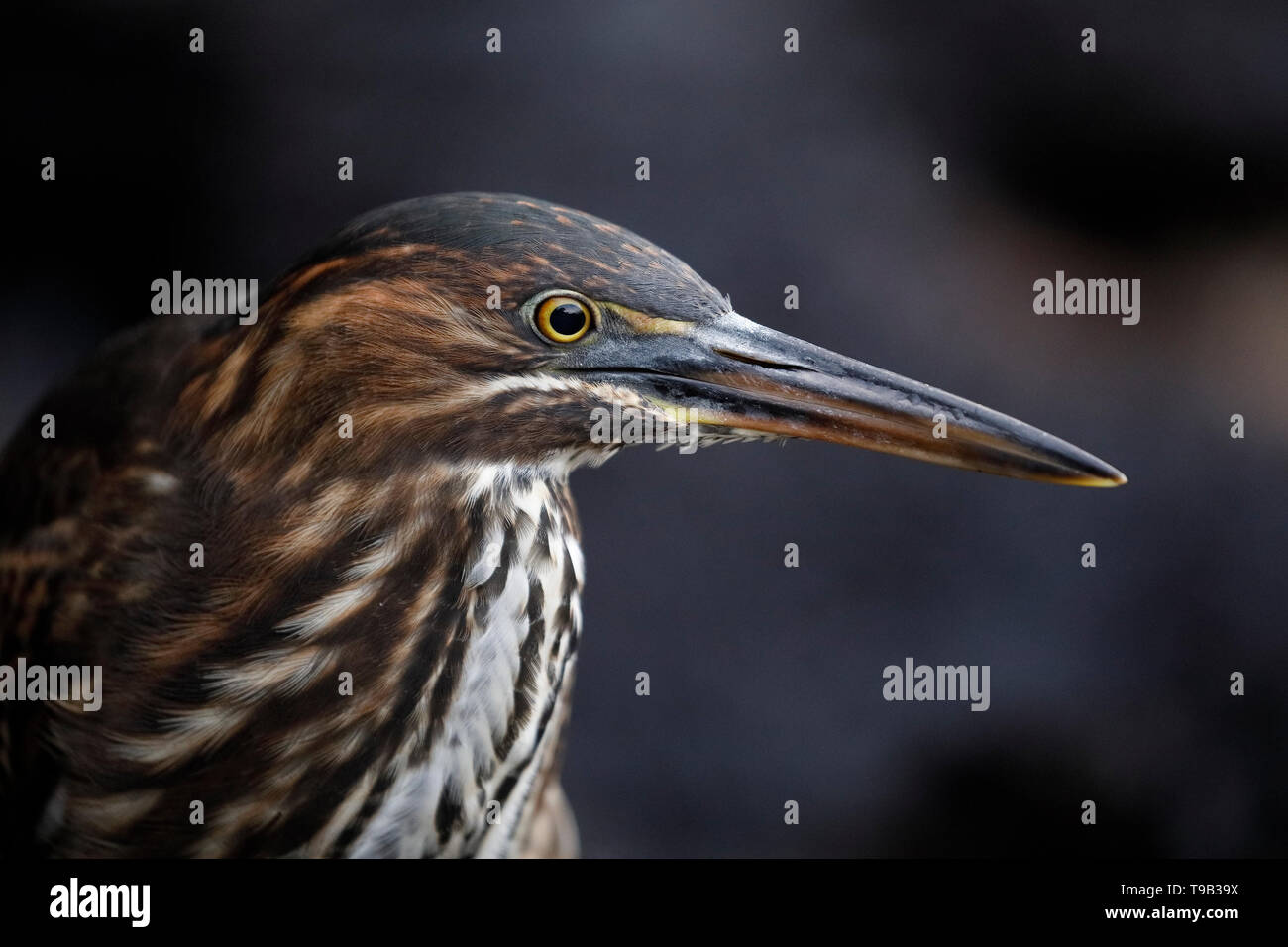 Nahaufnahme von einem Jugendlichen gestreift Heron (Butorides Striata) Stalking seine Beute - Santa Cruz Island, Galapagos Stockfoto
