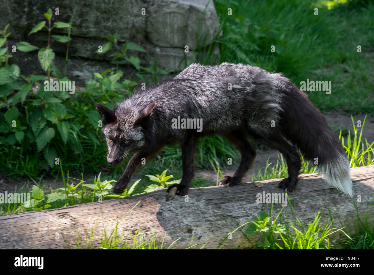 Silber Fuchs (Vulpes vulpes), melanistic Form der Red Fox Stockfoto
