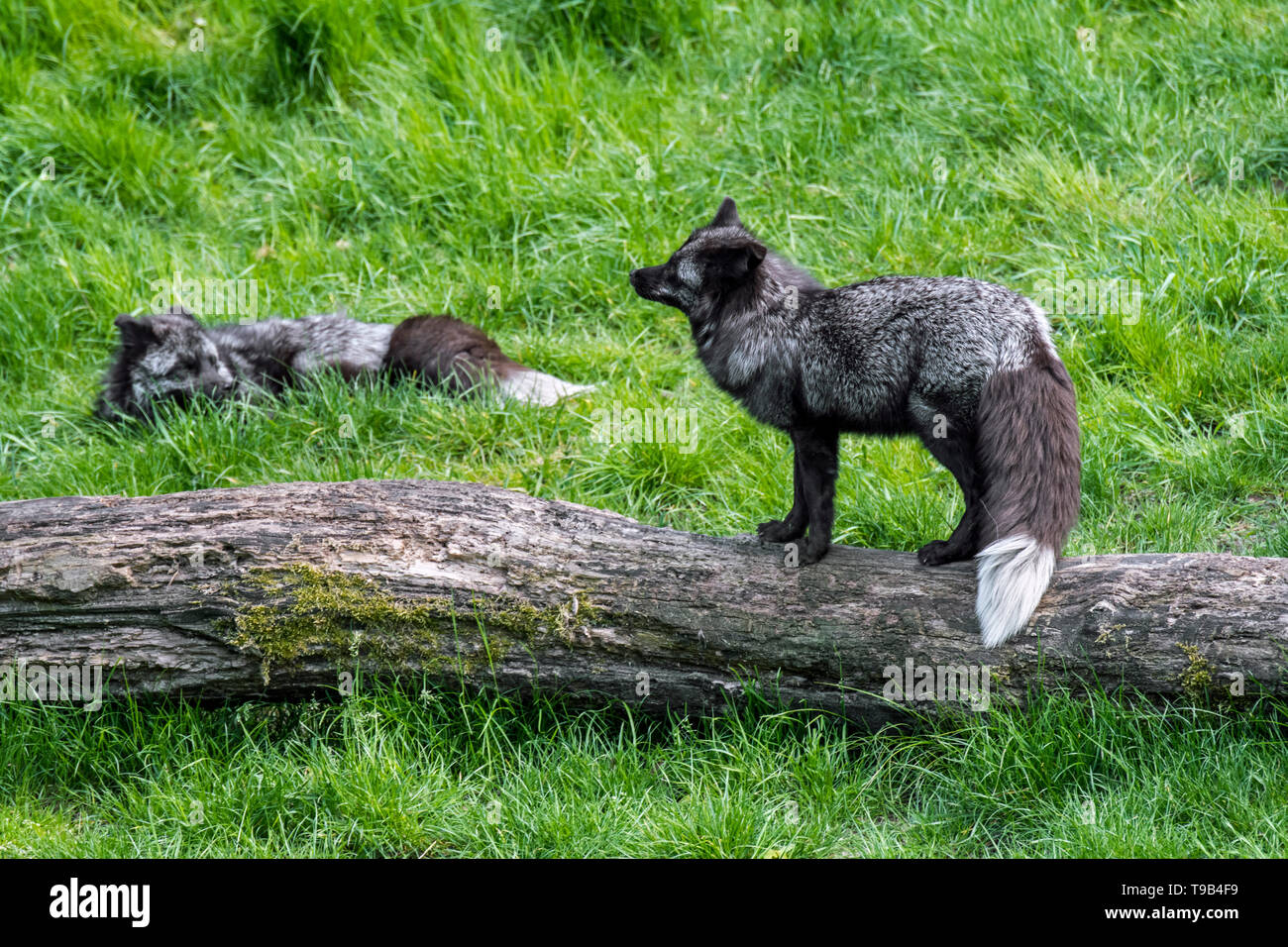 Silber Fuchs (Vulpes vulpes) Paar, melanistic Form der Red Fox Stockfoto