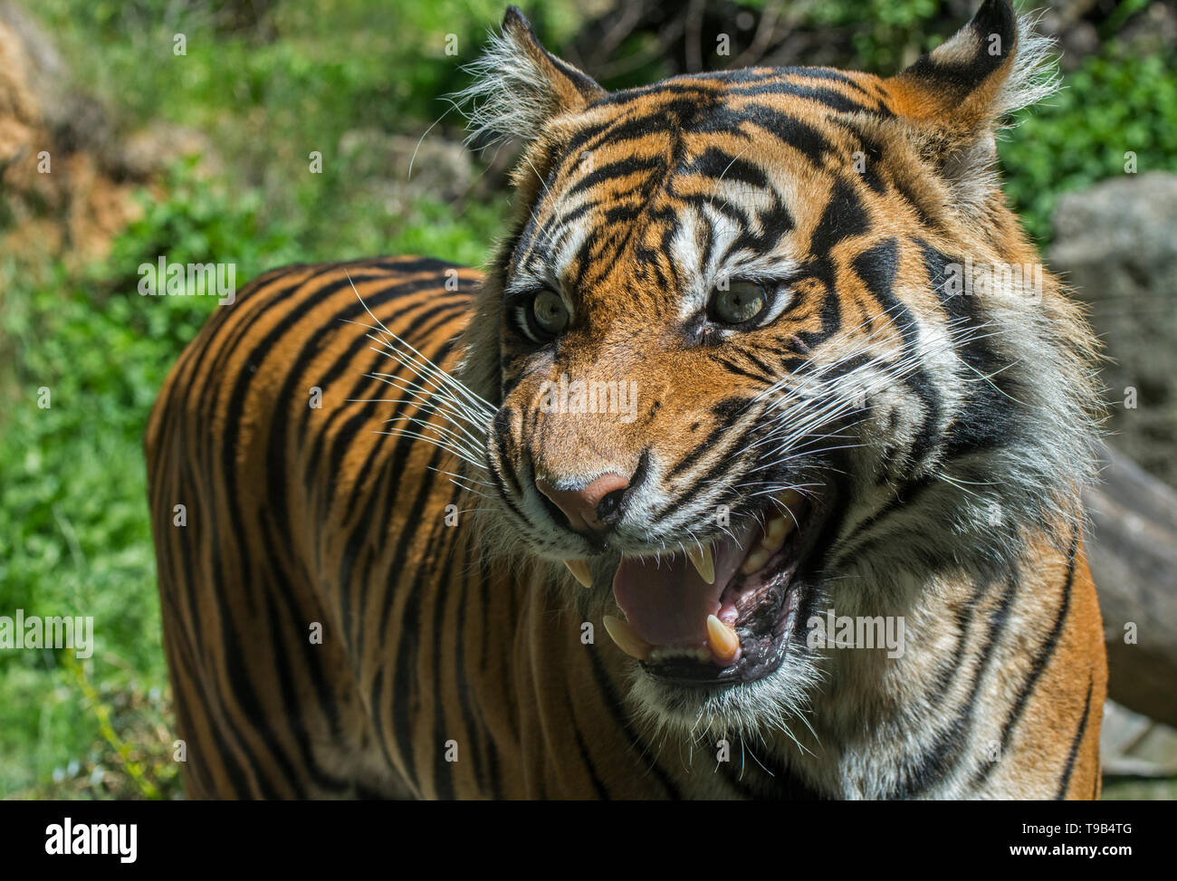 Close-up Knurren/roaring Sumatra-tiger (Panthera tigris sondaica), die Schneidezähne und Eckzähne in offenen Mund, native auf Sumatra, Indonesien Stockfoto