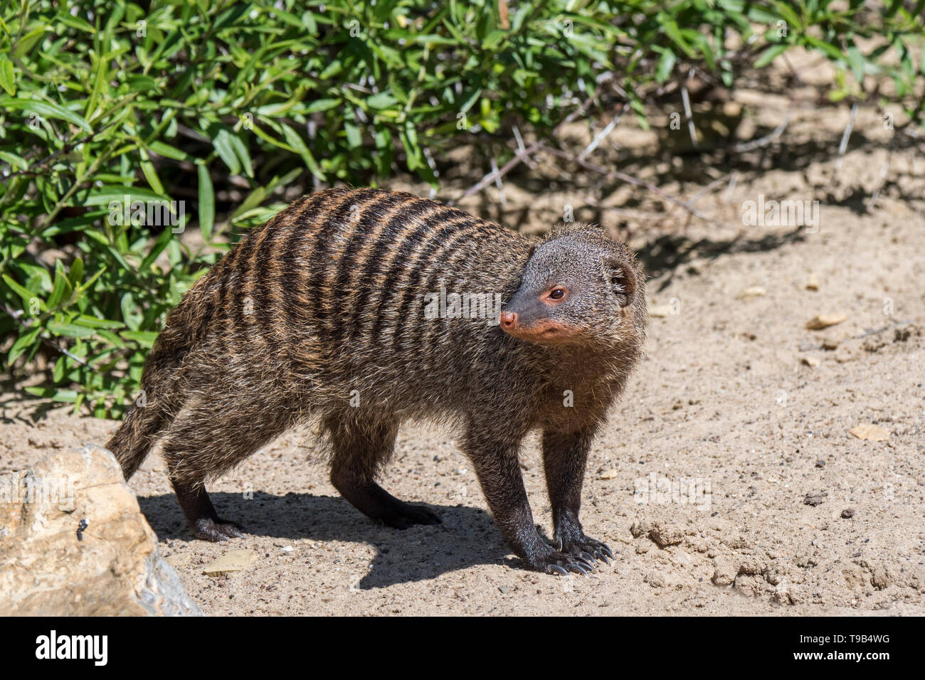 Banded mongoose (Mungos mungo) Nahrungssuche, beheimatet in Afrika Stockfoto