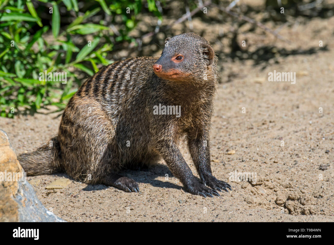 Banded mongoose (Mungos mungo) im sand sitzen, beheimatet in Afrika Stockfoto