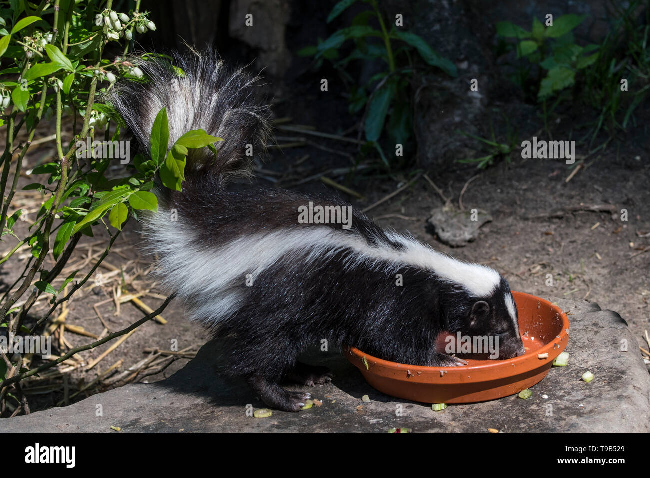 Junge striped Skunk (Mephitis mephitis) essen Katzenfutter im Garten bei Dämmerung Stockfoto