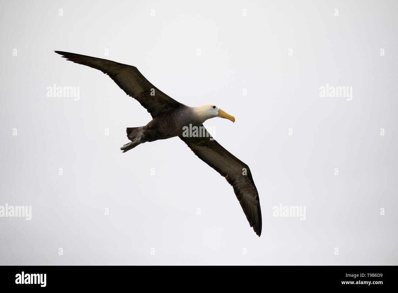 (Phoebastria irrorata winkte Albatross) im Flug - Espanola Island, Galapagos Stockfoto