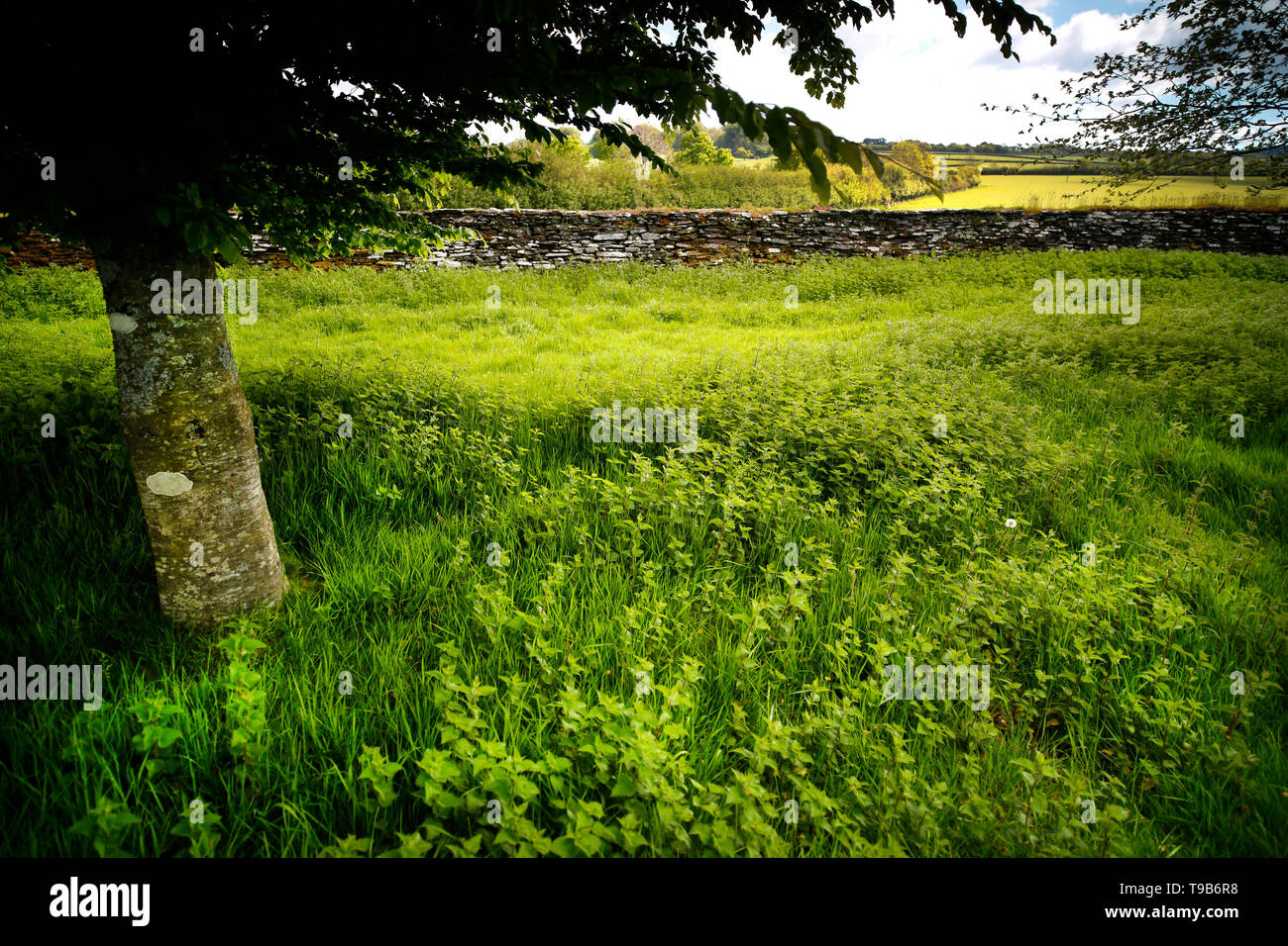 Landschaft in Devon, Großbritannien, mit Gras, Brennnesseln und trockenen Steinmauer. Stockfoto
