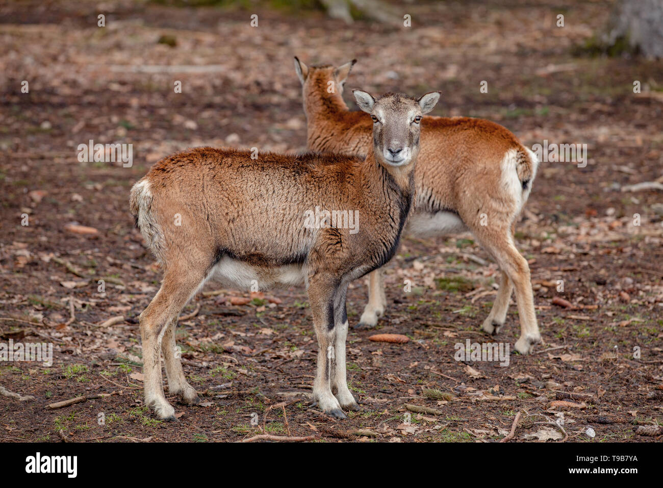 Europäische Mufflons im Deutschen Wald Stockfoto
