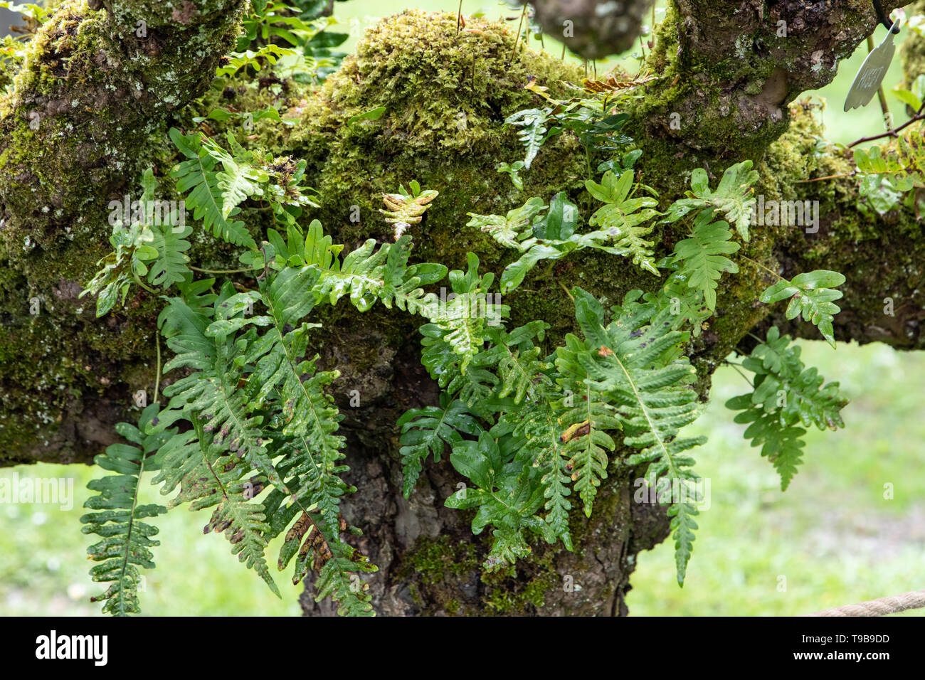 Alte abgesperrt Apfelbäume Farne und Moose in der Nähe von Llanerchaeron Aberaeron Ceredigion SA 48 8 GD Mid Wales 20190501 Stockfoto