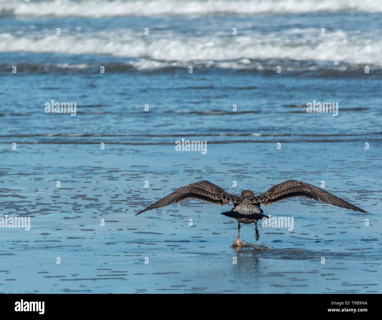 Kinder Schwarz Zurück Möwe (Larus dominicanus) Vorbereitung zum Abheben Stockfoto