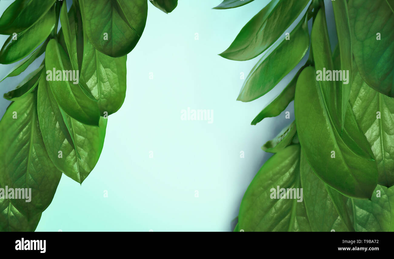 Grüne tropische Blätter auf einem blauen Hintergrund, Ansicht von oben. Stockfoto