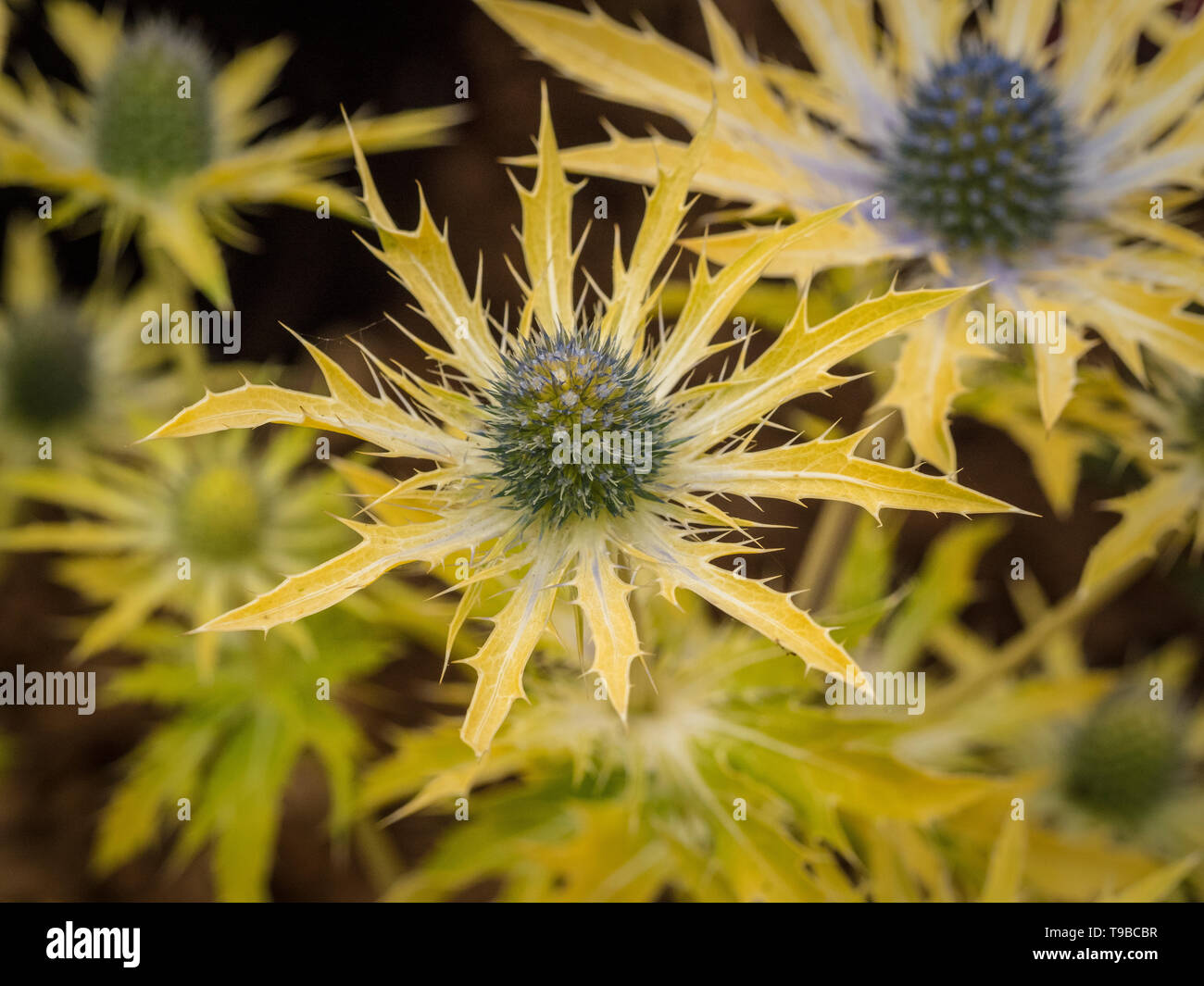 Eryngium Neptuns Gold Stockfoto