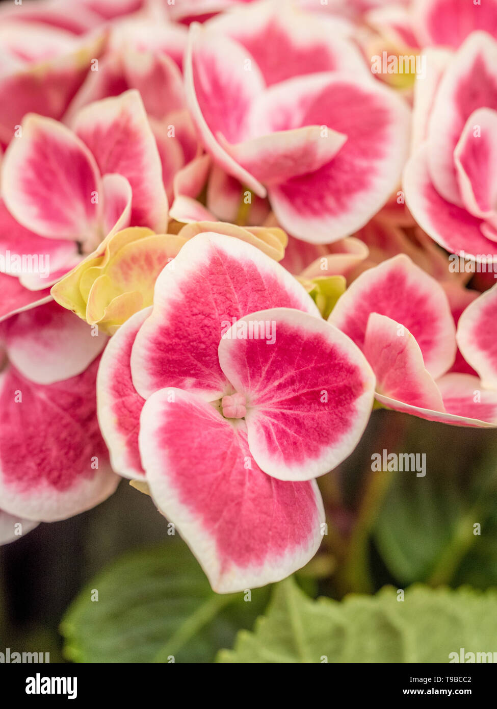 Hydrangea Macrophylla Rot Ace Stockfoto
