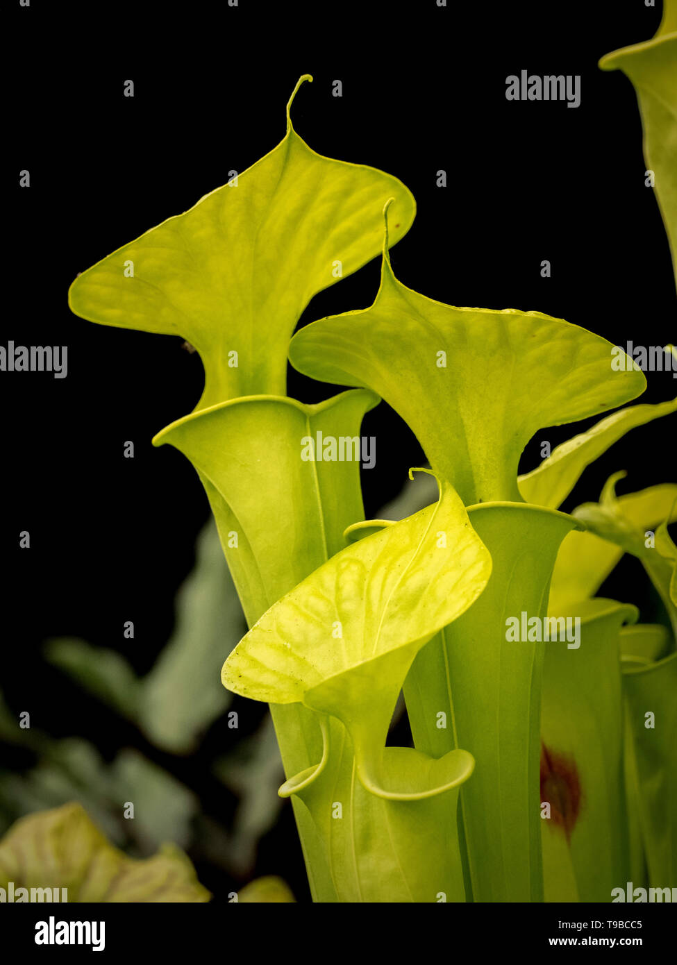 Sarracenia flava cv. 'Maxima' Kannenpflanze Stockfoto