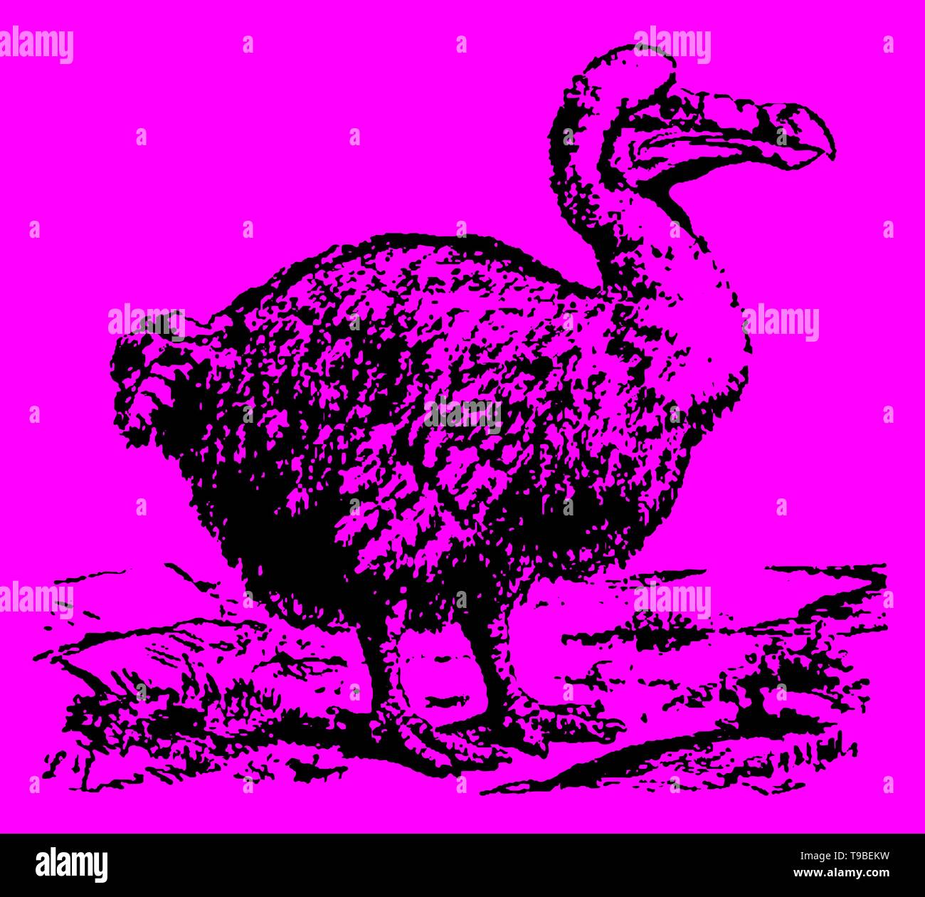 Ausgestorbene Dodo (raphus cucullatus) stehen in einer Landschaft. Abbildung: Nach einem antiken Gravur oder Ätzung aus dem 19. Jahrhundert. Editierbare Layer Stock Vektor