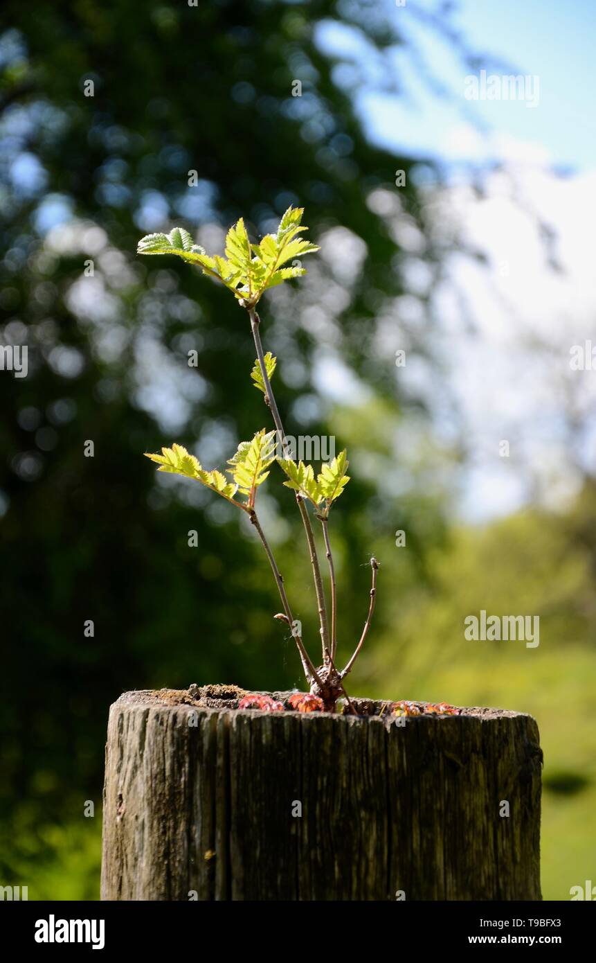 Selbst gesät Baum Bäumchen wachsen auf Zaunpfosten, Derbyshire Stockfoto