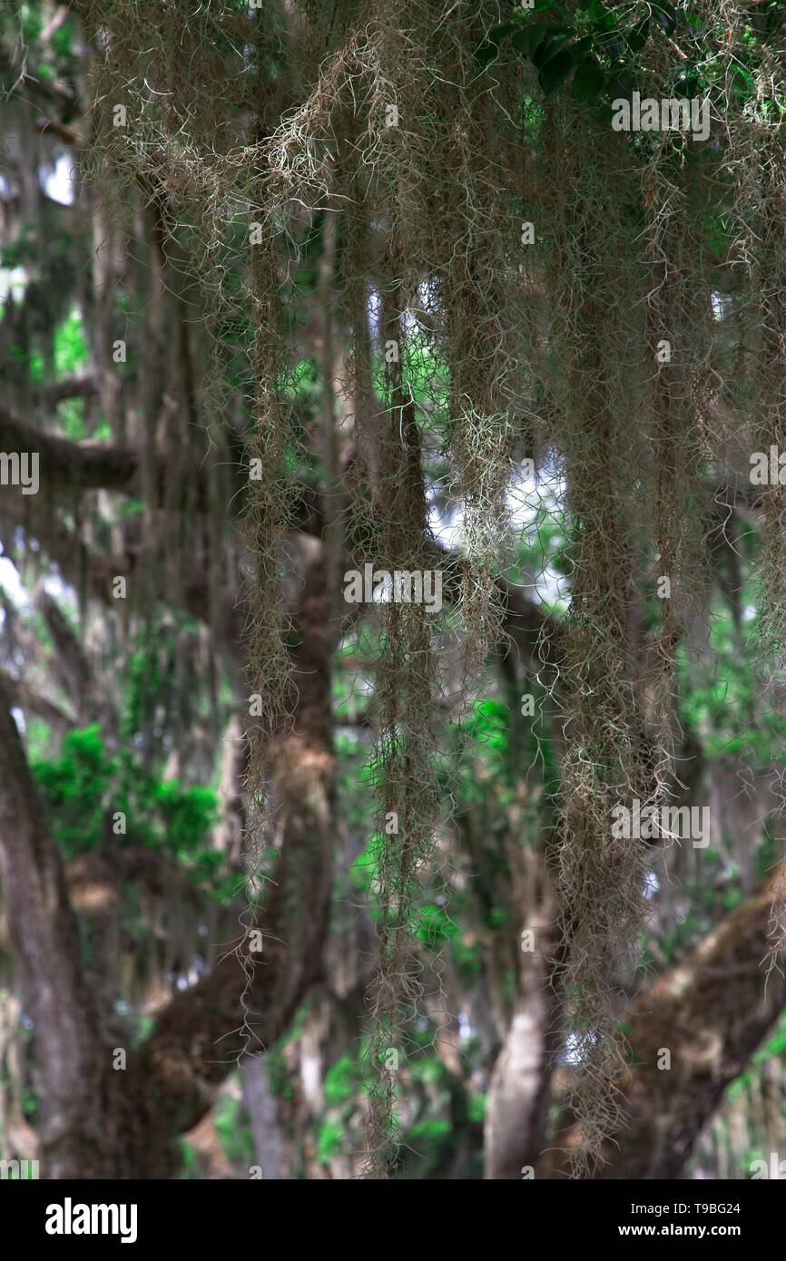 Spanische Moos wachsen auf alten Eichen im Süden der Vereinigten Staaten Stockfoto