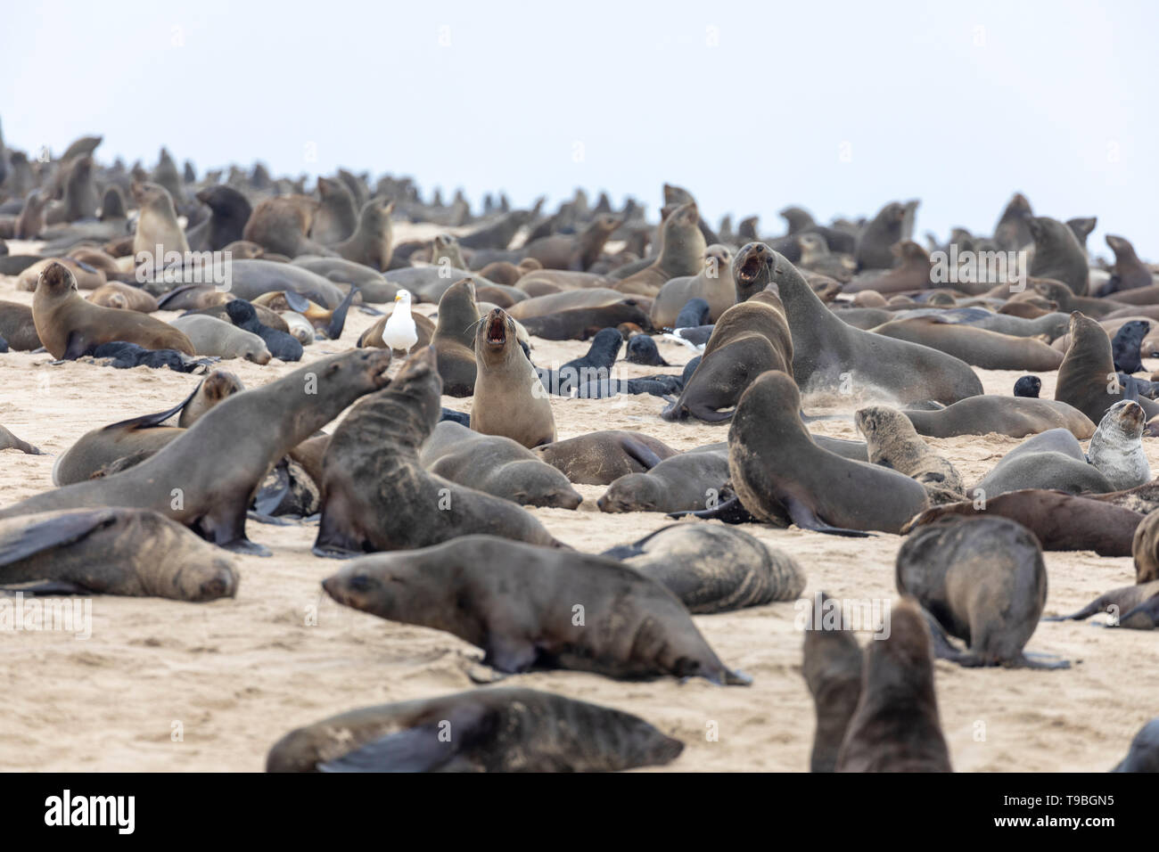 Kap Fell Dichtung (Arctocephalus Pusillus) Kolonie in Walvis Bay, Namibia. Stockfoto