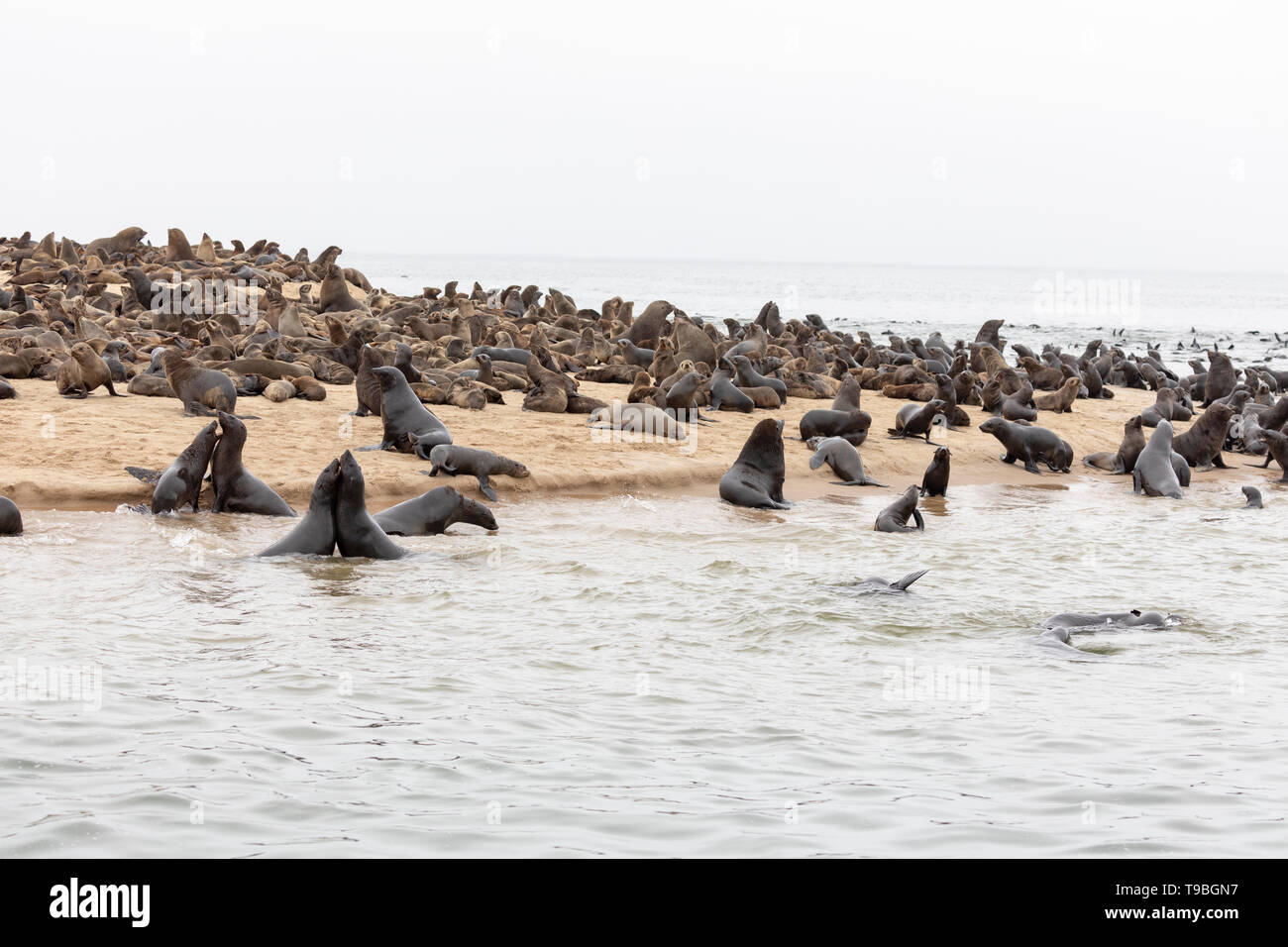 Kap Fell Dichtung (Arctocephalus Pusillus) Kolonie in Walvis Bay, Namibia. Stockfoto