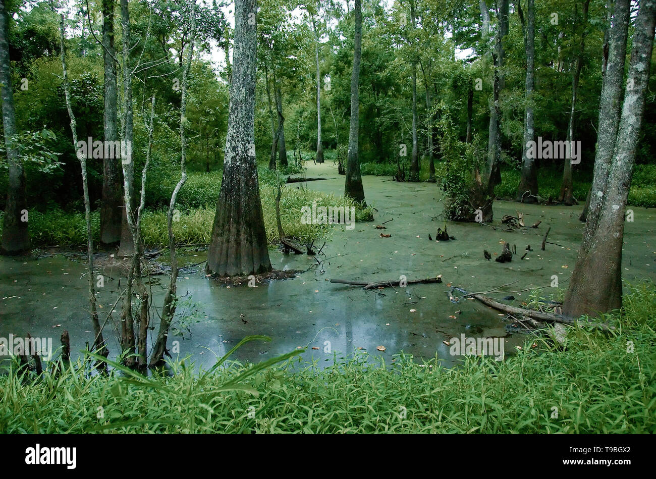 Ein Sumpf an Tickfaw State Park 7 Meilen (11 km) westlich von Springfield, in Livingston Parish, Louisiana, USA. Stockfoto